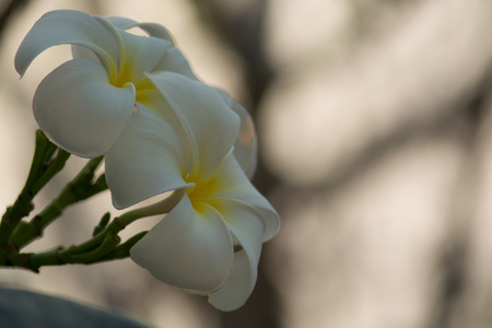 Plumeria White Blooming beautiful Get beautiful bokeh dawn light.の写真素材