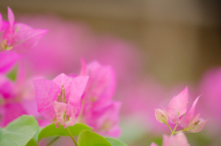 Bougainvillea The color of the beautiful Phu Ban on fertile trees. Warm morning sun warm gold. Bobae is very beautiful.の写真素材