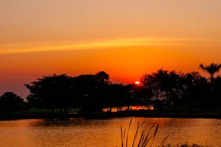 Sun Rising Over Pine Treeの写真素材
