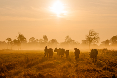 cattle sunriseの写真素材