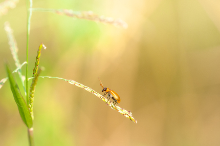 Conocephalus Melas tiny red young Cricketの写真素材
