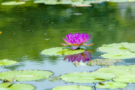 A blooming lotus flowerの写真素材