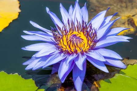 A blooming lotus flowerの写真素材