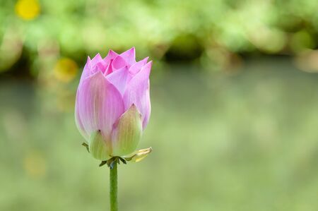 lotus flower in blur backgroundの写真素材