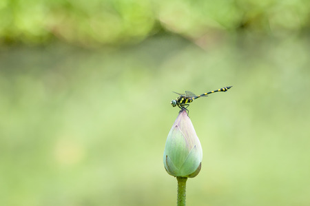 Dragonfly and Lotusの写真素材