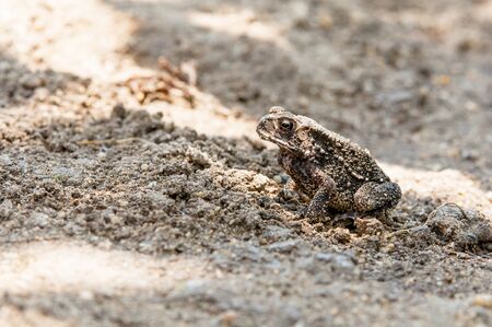 A brown toad ouside his lakeの写真素材