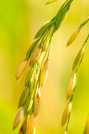 Thung ruang thongの写真素材