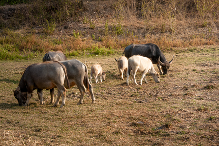 Buffalo grazing drought.の写真素材