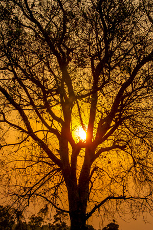 Sun in the Treesの写真素材