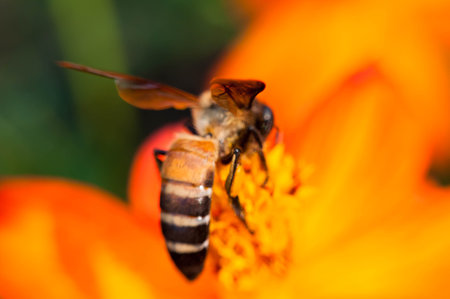 Honey bee collecting pollen on a flower in the garden. Macroの写真素材