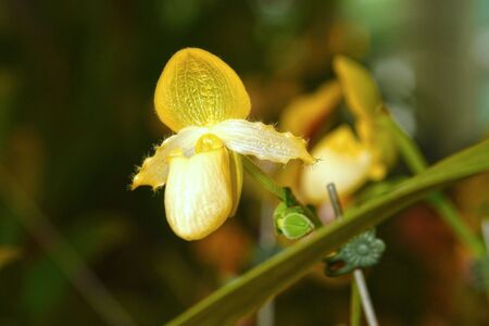 PAPHIOPEDILUM の写真素材