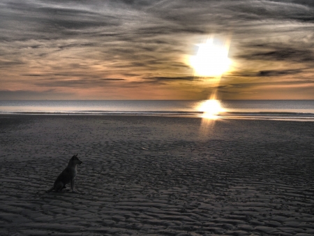 Sunrise on the dogの写真素材
