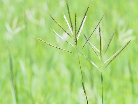 Flower of grassの写真素材