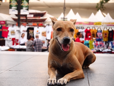Thai dog on the streetの写真素材