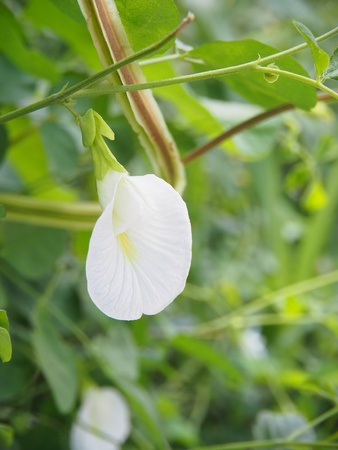 White Butterfly pea flower in gardenの写真素材