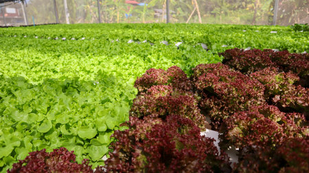 Fresh organic green oak lettuce growing in hydroponic pipe without soil in hydroponic vegetables salad farm. Healthy food concept.の写真素材