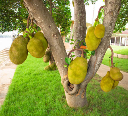 Jackfruit Tree, tropical fruit on tree in nature. Asian summer fruits taste sweet and sour very good...