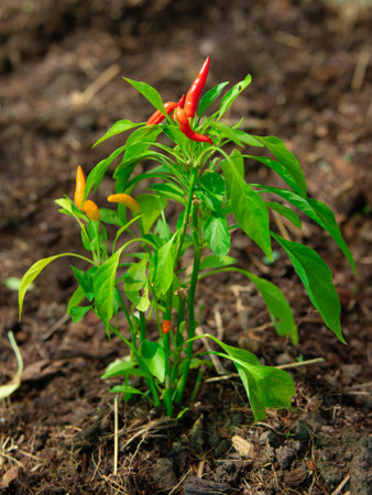 Chilli pepper growing in nature on tree in organic farm in Thailand.の写真素材