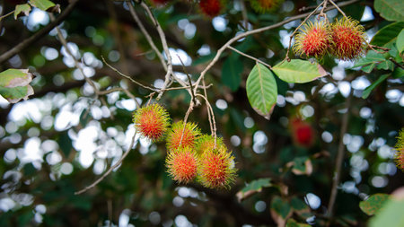 Fresh red rambutan fruits hanging on tree in summer of Thailand, tropical fruit sweet taste on green background.の写真素材
