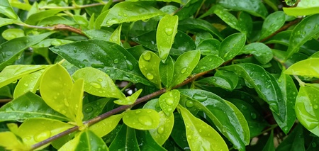 Leaves background and natural water droplets.の写真素材