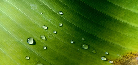 Waterdrop on banana leaf green.の素材