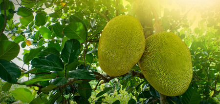 Early and jackfruit in the fieldの写真素材