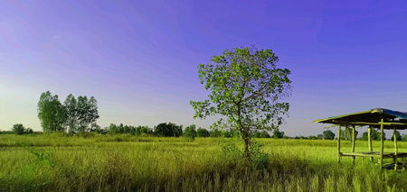 The trees and frosts in the winter of Thailand.の素材
