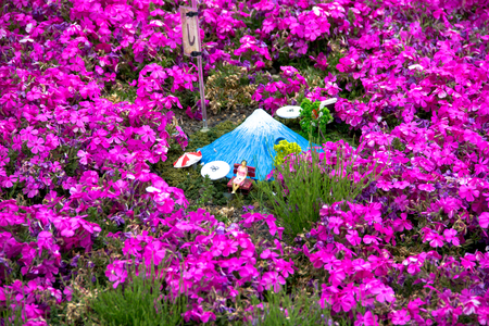 Pink moss rose field at Fuji Sang.の写真素材