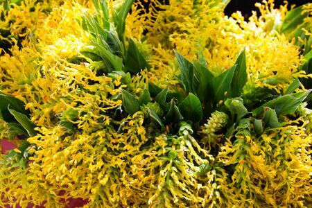 Flowers blooming view in the market.の写真素材