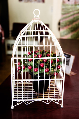 The little cherry tree in a white cage decoration in wedding event.の写真素材