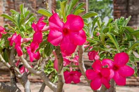 Exotic frangipani flower plumeria view in the garden.の写真素材