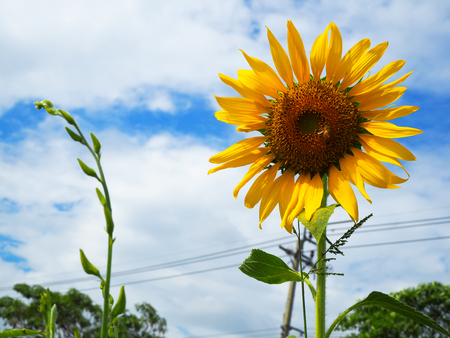 Sunflower and Sky view.の写真素材