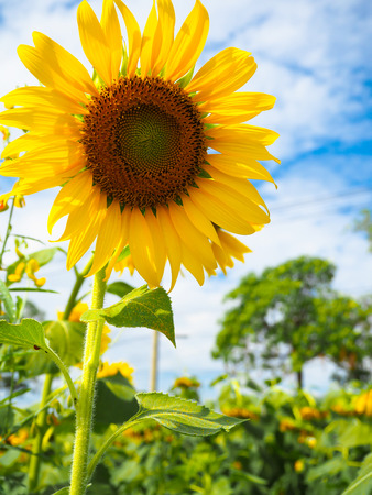 Sunflower in the blue sky day.の写真素材