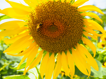 The Honey and Sunflower on the morning.の写真素材
