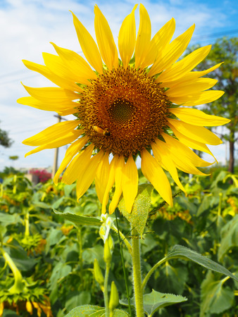 Sun flower and Sky.の写真素材