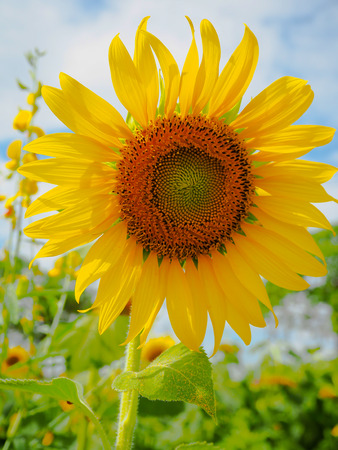 Sunflower on the morning.の写真素材
