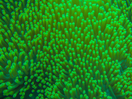 Sea anemone