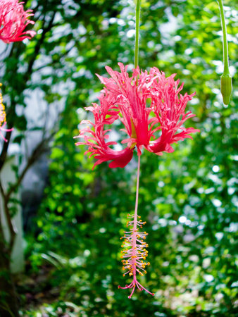 Red hibiscusの写真素材