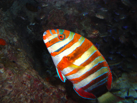 Parrotfish
