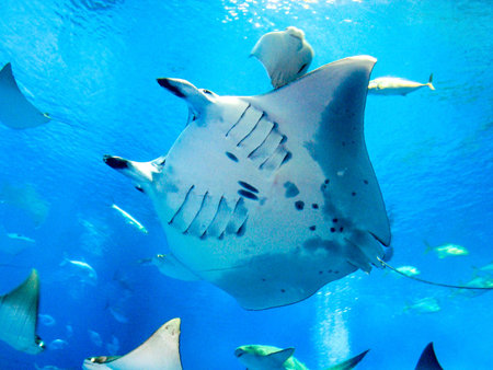 Manta rayの写真素材