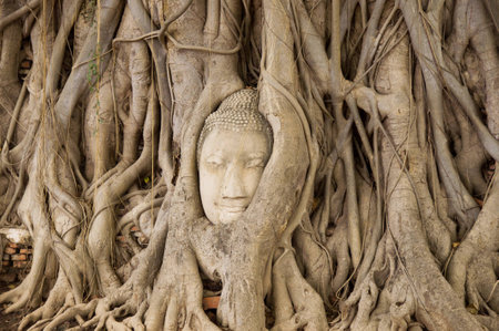 Head of Buddha in a tree rootの写真素材