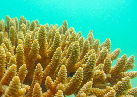 Staghorn coral, Acroporaの写真素材