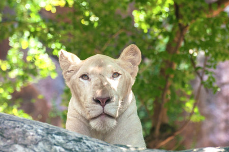 White lionの写真素材