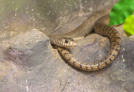 Oriental rat snake