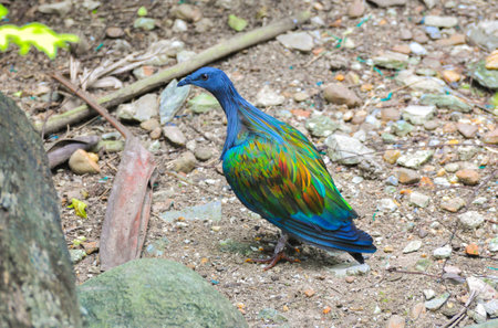 Nicobar Pigeon