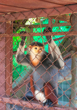 Red-shanked doucの写真素材