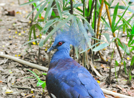 Victoria crowned pigeonの写真素材