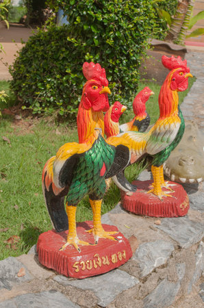 Fighting cockの写真素材