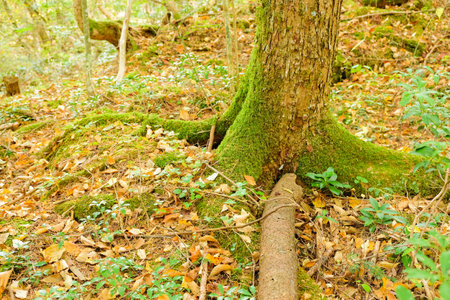 Tree root, moss and fern in a tropical rain forest