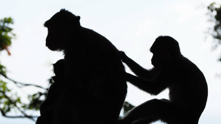 The shadow of a pair of monkey, mother and her son.の写真素材